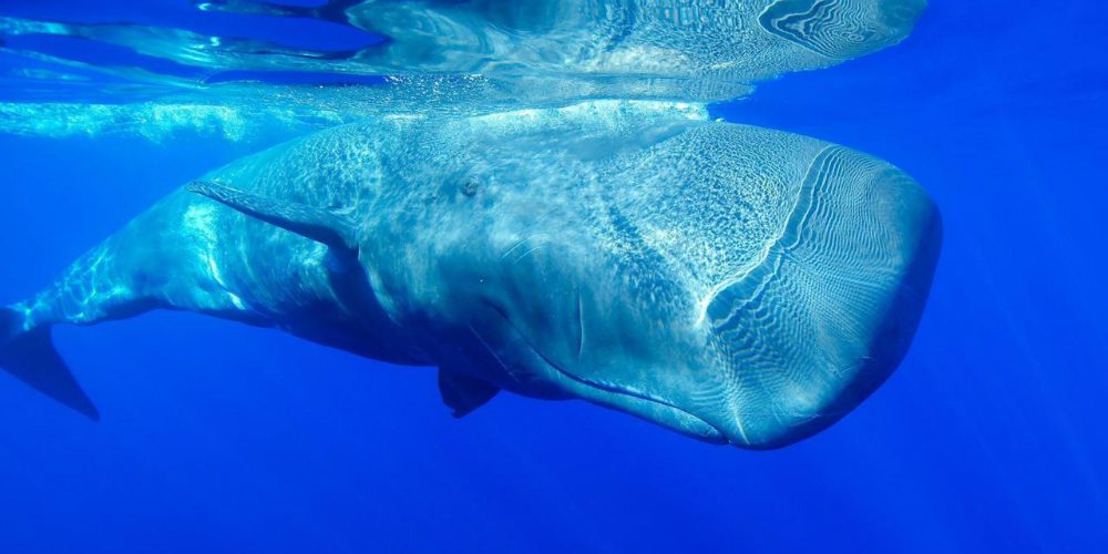 Animali marini: le sette specie più grandi