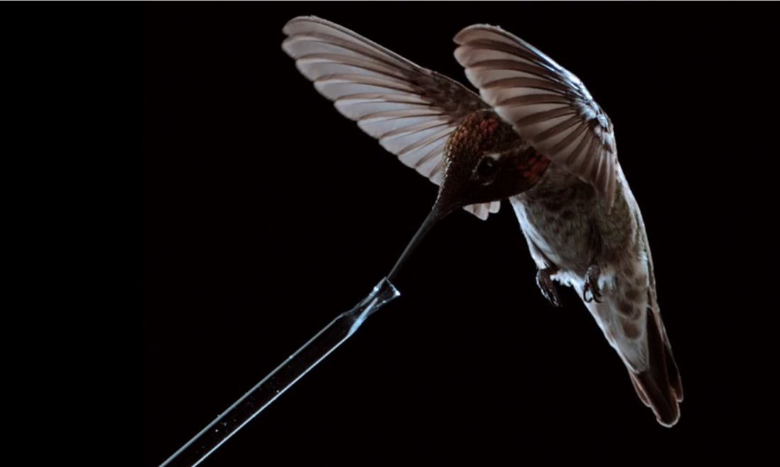 L’irresistibile fascino del colibrì: l’uccello più piccolo e più veloce del mondo [VIDEO]