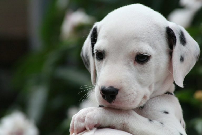 Dalmata: 5 curiosità sul cane più “simpatico” che esiste