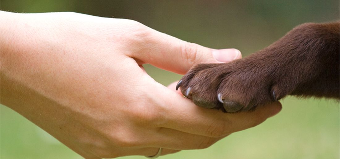 Pene severe per chi maltratta e uccide gli animali: a Roma corteo e manifestazione di piazza del Movimento Animalista