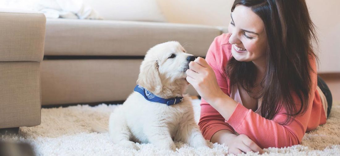 DogBuddy sceglie Adaptil®: un aiuto importante per i cani affidati ai dog sitter