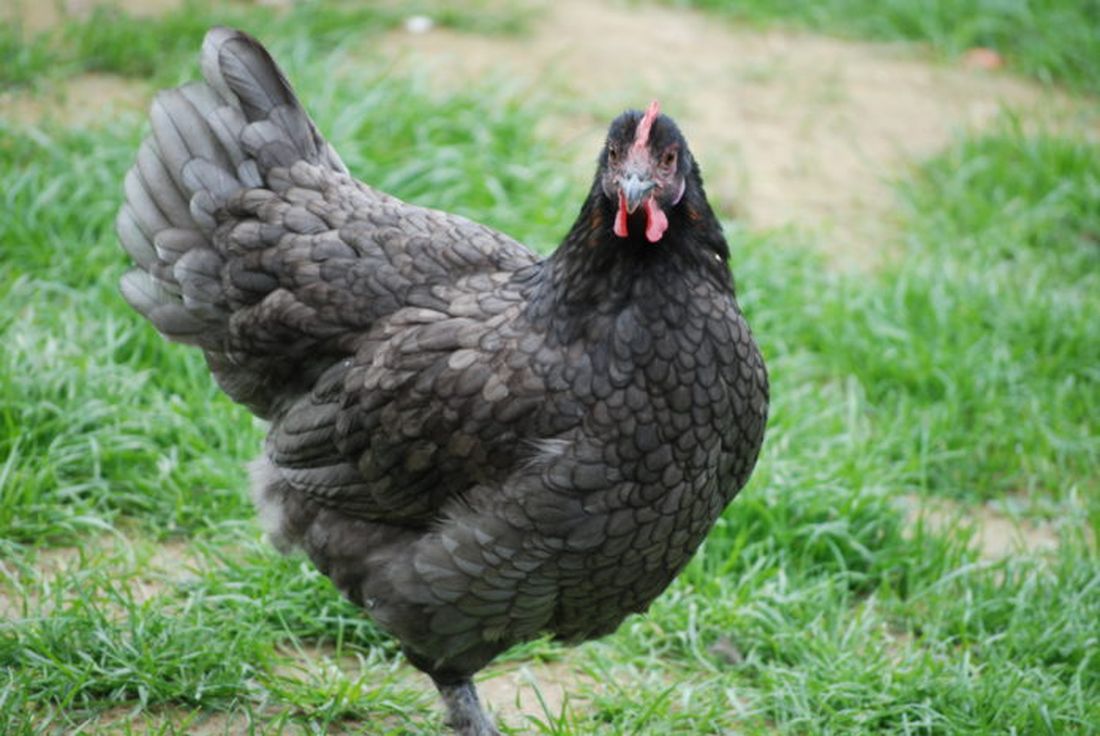 Video shock: minorenni maltrattano una gallina per divertimento e la lanciano dal terrazzo