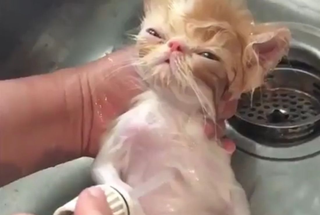 Chi lo ha detto che i gatti odiano l’acqua? [VIDEO]