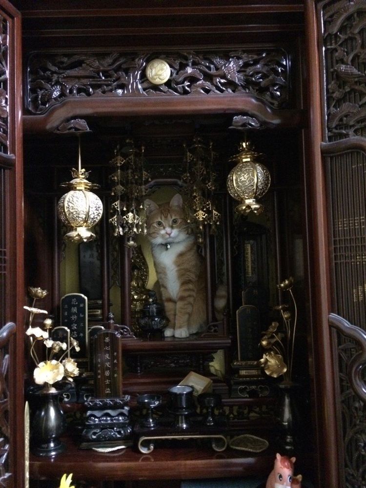 Il gatto buddhista
