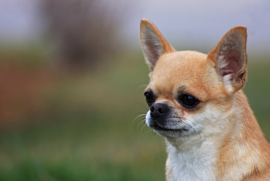 Il cane abbaia e lui lo schiaccia contro un gradino: testimone una 12enne