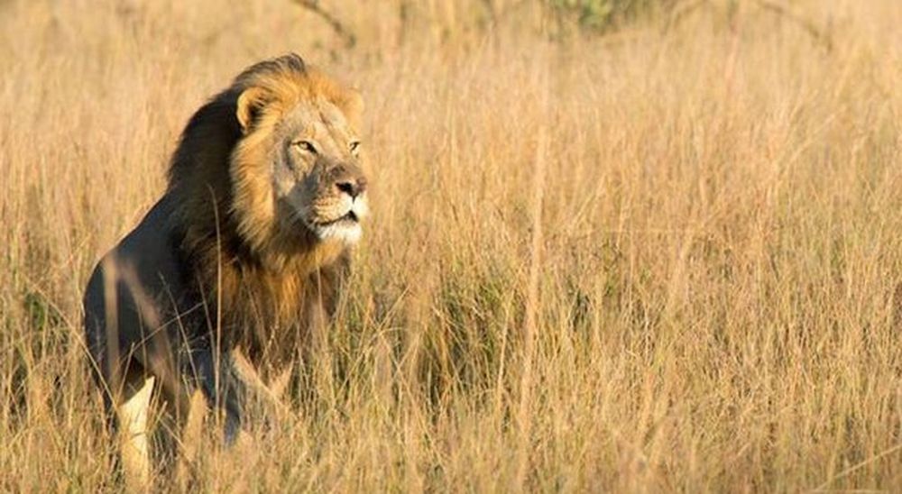 Spende 45.000 euro per sparare a un leone: così viene ucciso il figlio di Cecil, simbolo dello Zimbabwe 