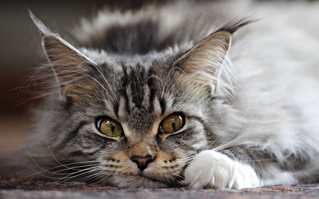 Maine Coon: carattere e prezzo