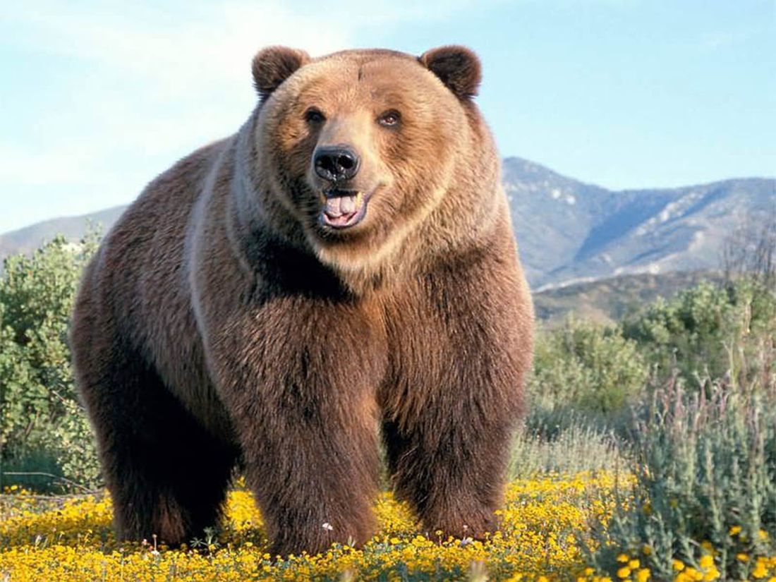 #NessunoTocchiOrso: l’appello dell’ENPA per salvare l’orso del Trentino