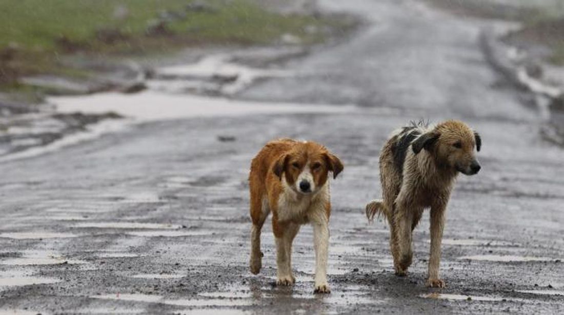 Lega Italiana Difesa Animali e Ambiente: al via la task-force “Stop al randagismo”