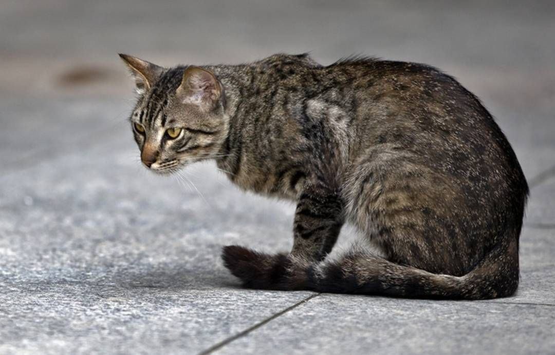 Gatti abbandonati: emergenza a Pistoia