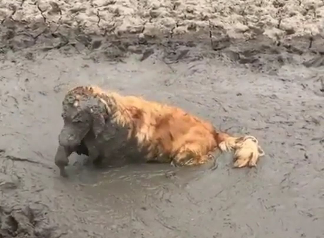 Una bella nuotata nel fango… [VIDEO]