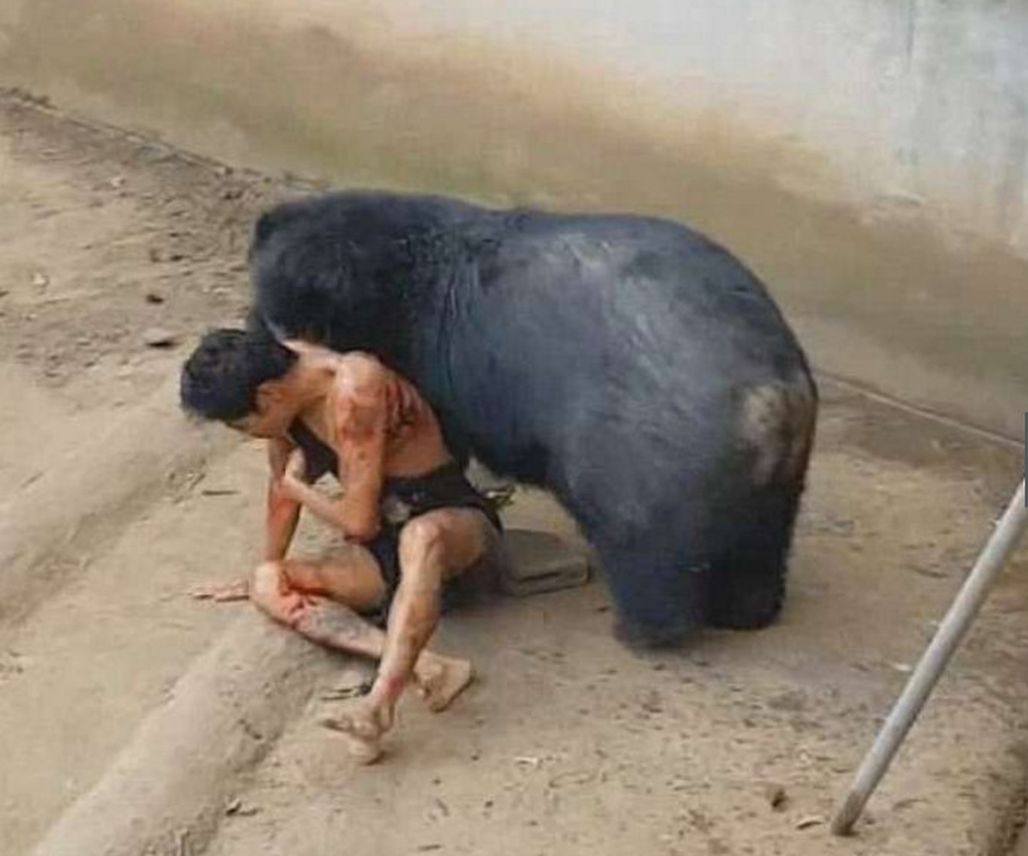 Attacchi Di Animali Feroci All Uomo Video