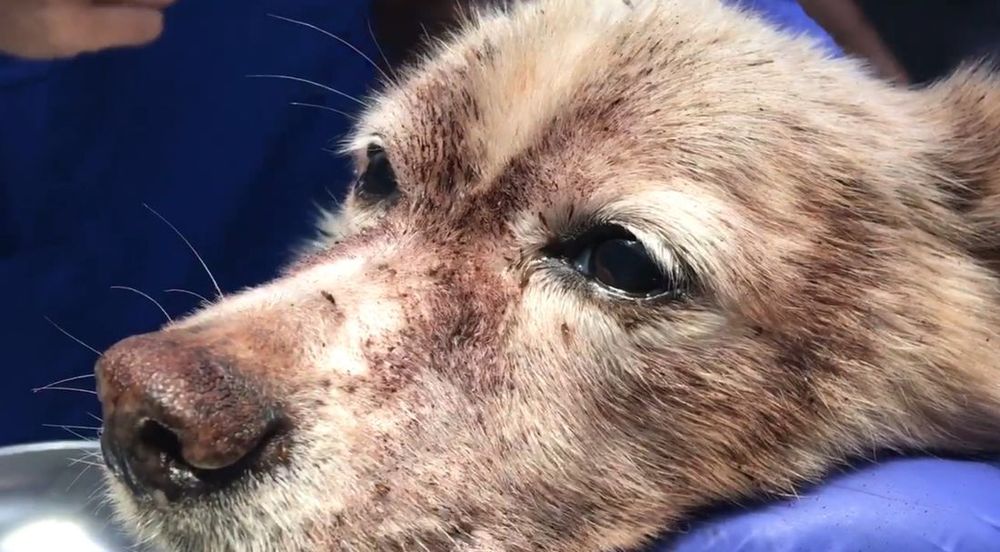 Video shock: cane infestato da 100.000 pulci