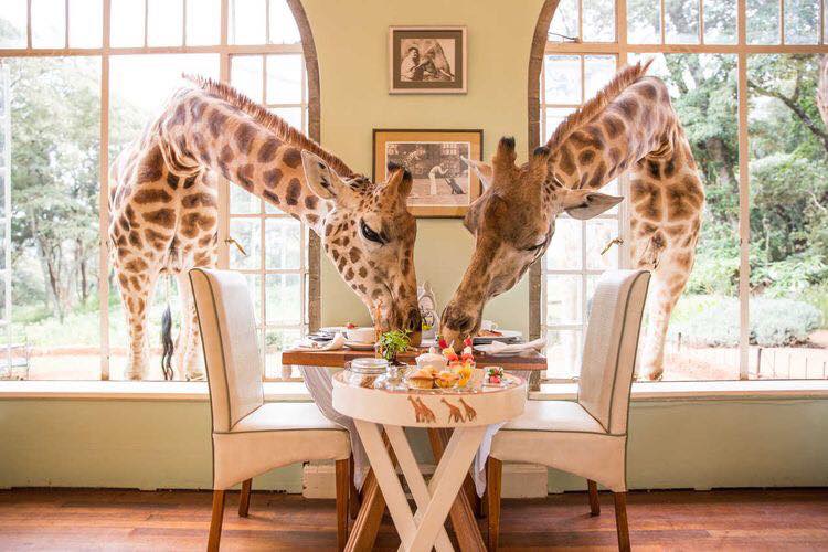 Giraffe golose fanno colazione: ma non è come pensate [VIDEO]