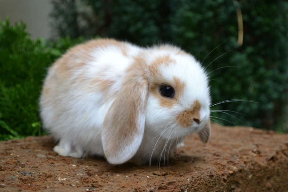 Razze Coniglio: il nano e altre 7 più incredibili che esistono [FOTO]