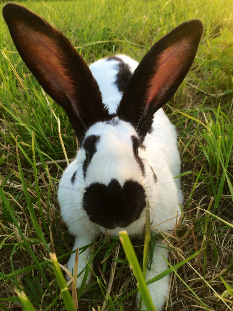 Razze Coniglio: il nano e altre 7 più incredibili che esistono [FOTO]