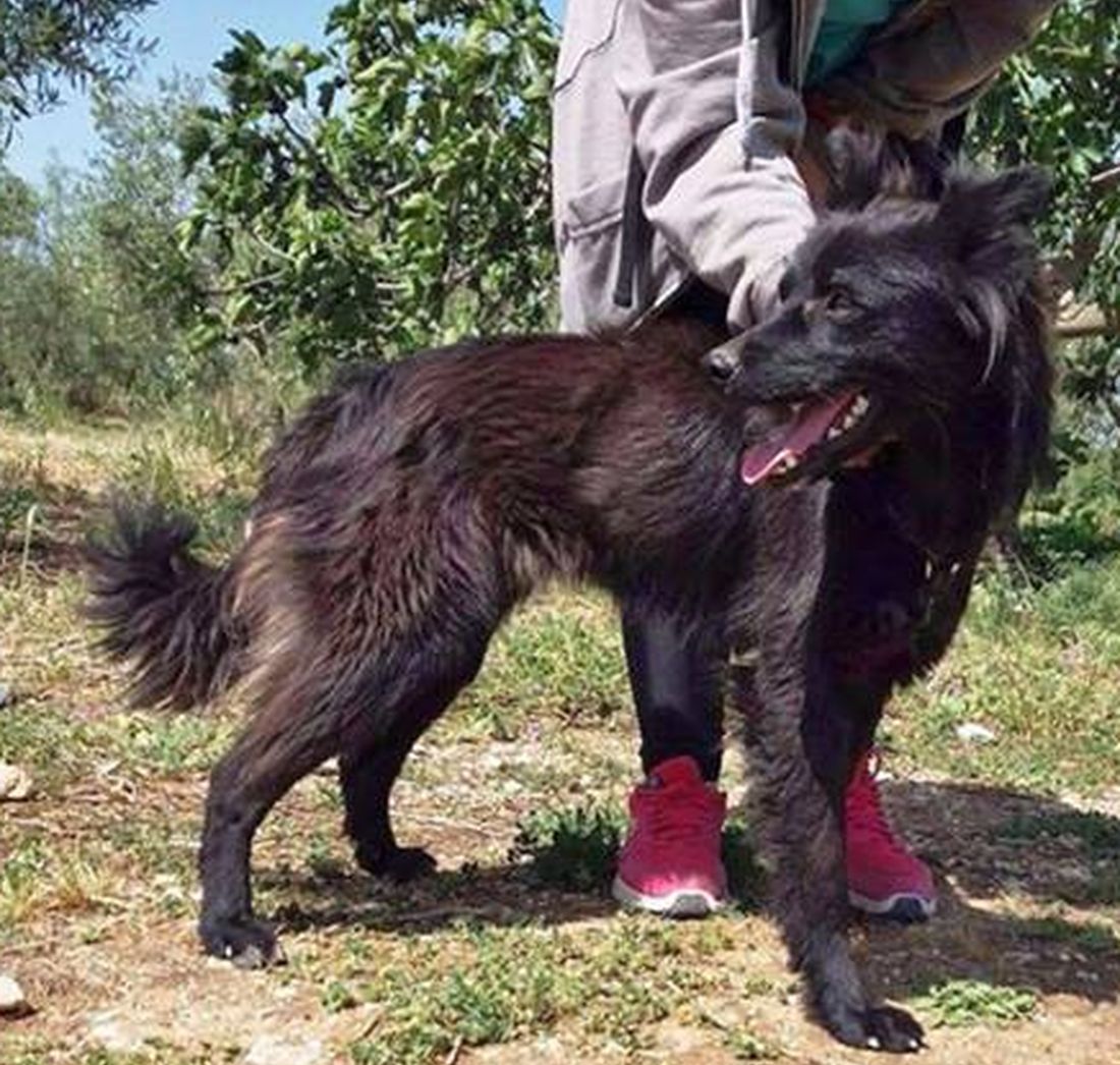 Identificato il “mostro di Trani”: rubava i cani per seviziarli