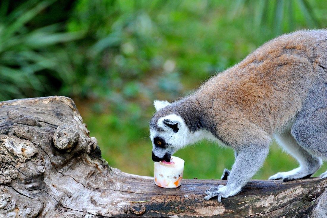 Caldo infernale: al Bioparco di Roma piscine e ghiaccioli per gli animali [FOTO]