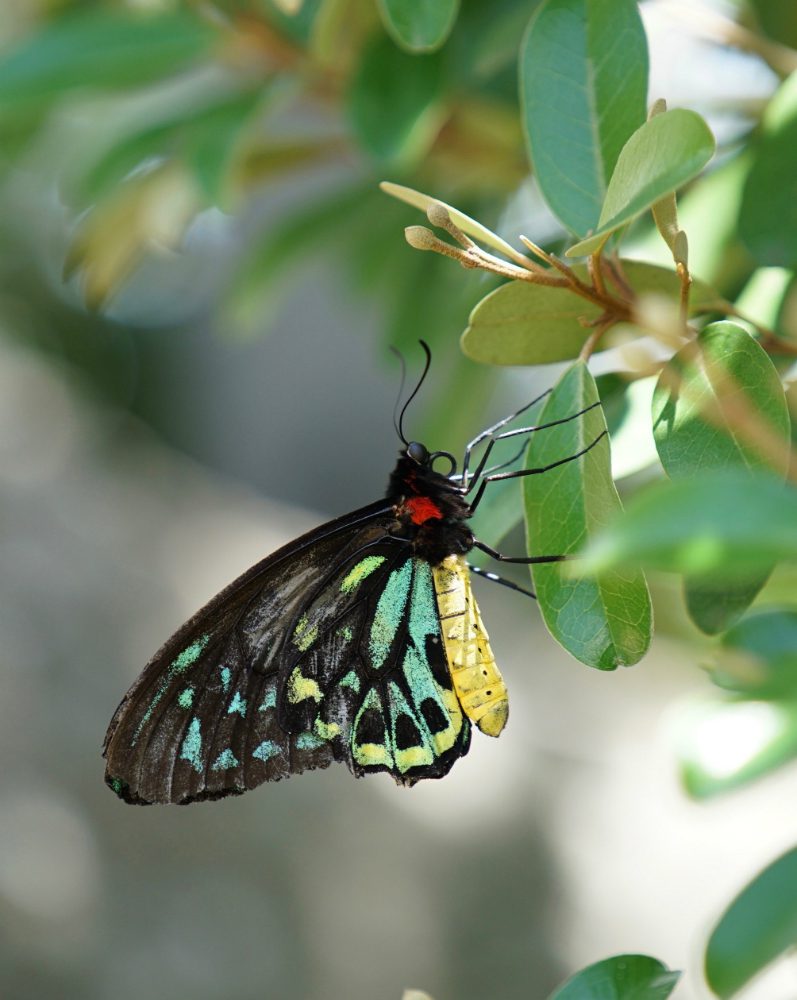 Farfalle: 5 immagini da non perdere