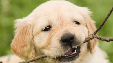 Giornata mondiale del cane: 10 motivi per amarli (e festeggiarli)