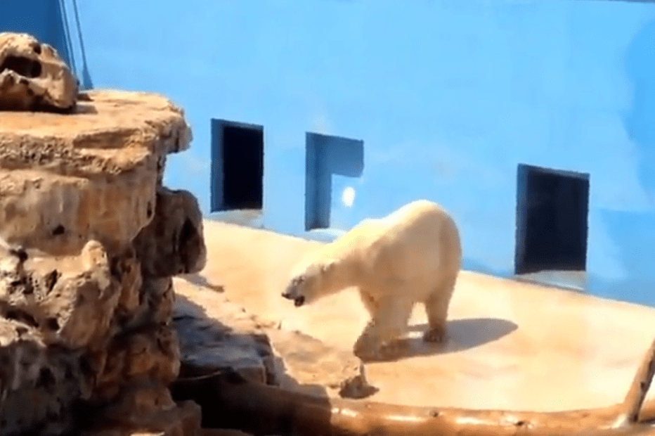 Orsi polari in Puglia stremati dal caldo: il video dello zoo di Fasano fa il giro del web