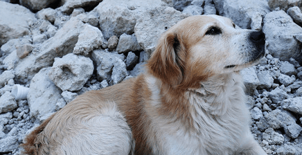 Terremoto a Ischia: un cane veglia le macerie. Lo scatto diventa virale