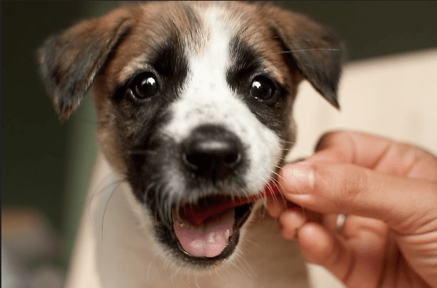 Il proprietario è in ospedale, il cane scappa e lo cerca per 1 mese