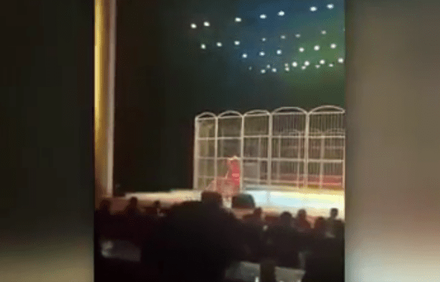 Tigre al circo bastonata dal domatore: il video shock fa il giro del web