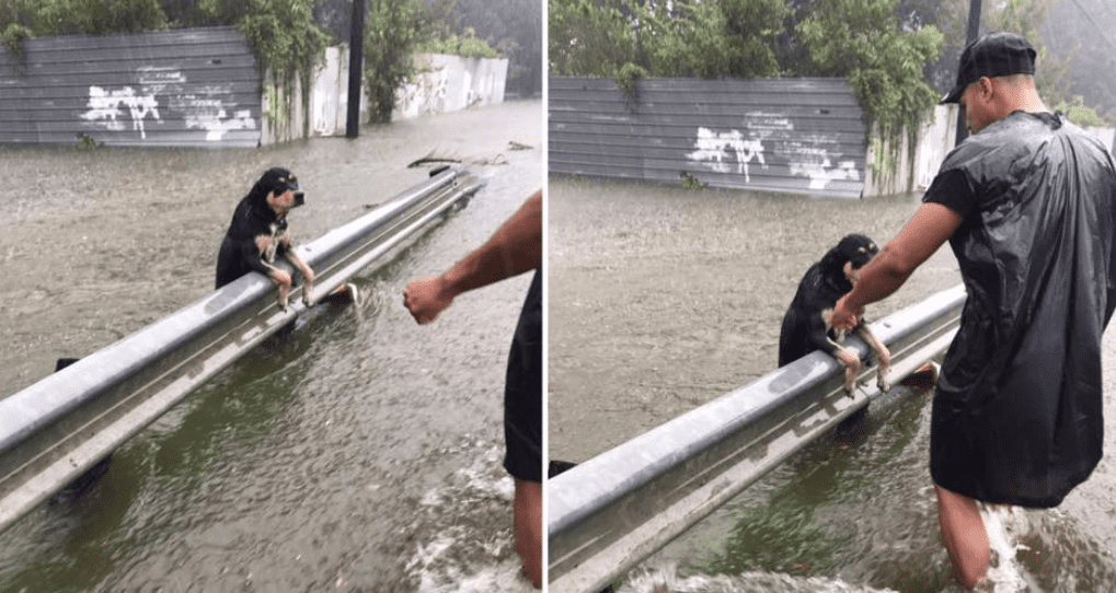 Il cane si aggrappa al gard rail per non affogare: la foto simbolo dell'uragano Harvey