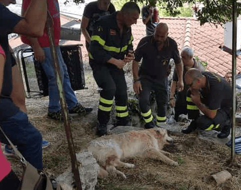 Cane di 14 anni scomparso nei boschi per 2 giorni senza acqua e cibo: Abu è salvo