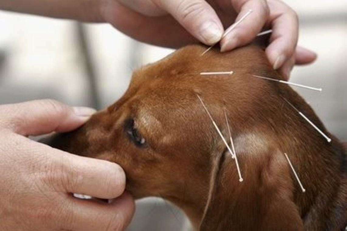 Cani e agopuntura: è boom anche in Italia
