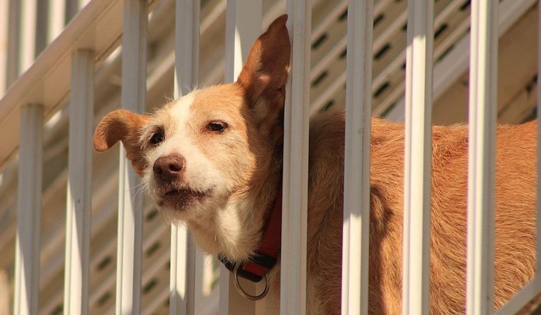 Caldo torrido: cani abbandonati sui balconi sotto al sole, allarmante il numero di segnalazioni