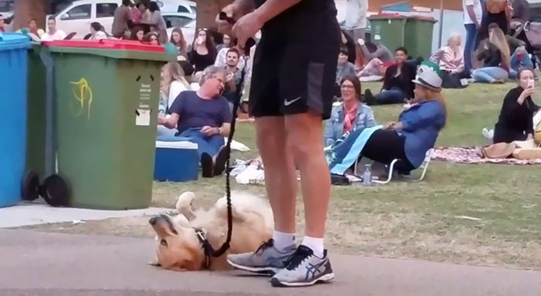 Cane si finge morto per restare a giocare al parco [VIDEO]