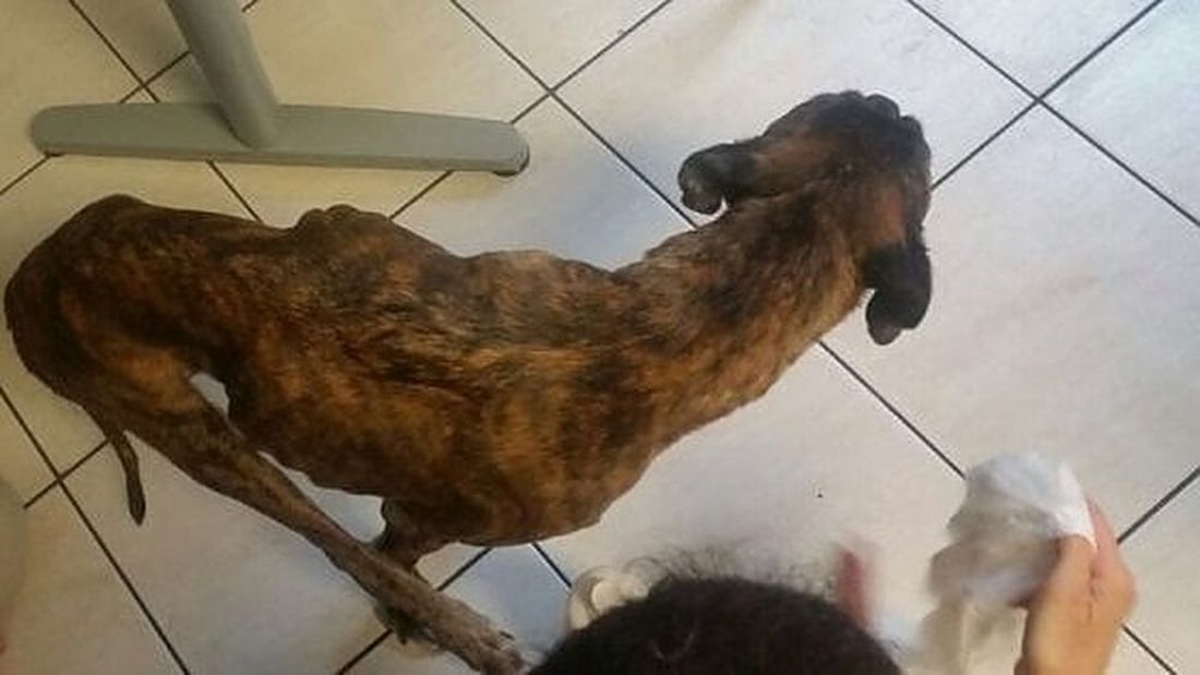 Parte per le vacanze e lo abbandona senza acqua né cibo: il cane si lancia dal balcone