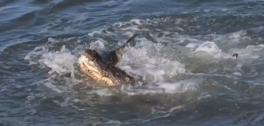 Video shock: feroce combattimento tra un coccodrillo e uno squalo [VIDEO]