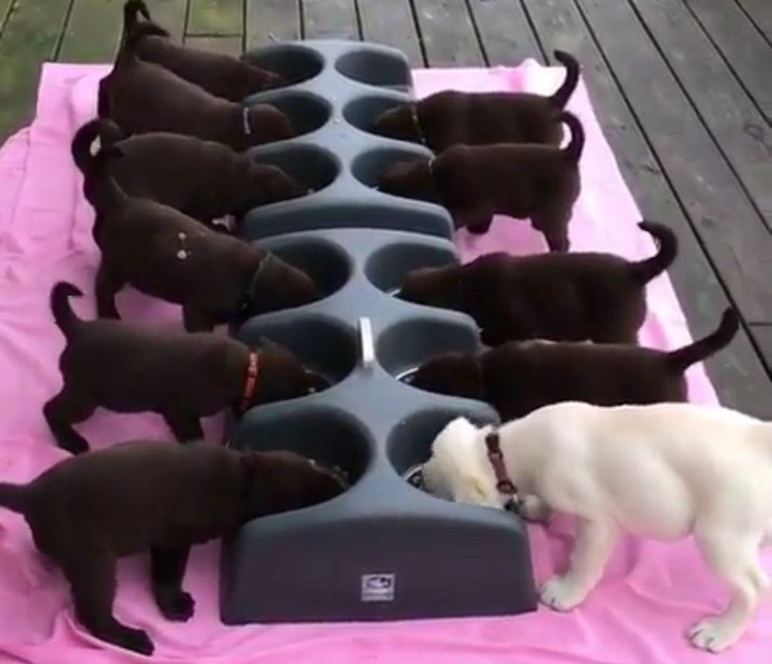 Dei cuccioli molto affamati [VIDEO]