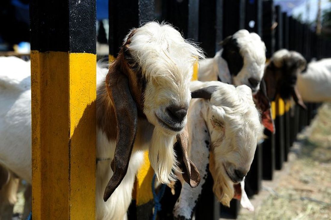 Festa del Sacrificio: migliaia di animali sgozzati, l’On. Brambilla dice no alla macellazione rituale