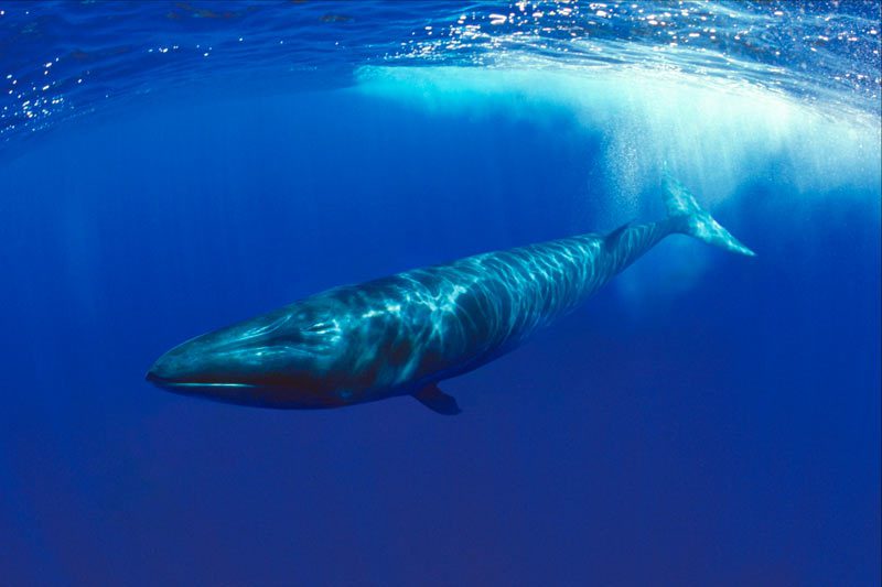 Animali marini: le sette specie più grandi