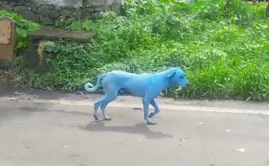 Cani fanno il bagno nel fiume e diventano azzurri: ecco dove è successo [FOTO]