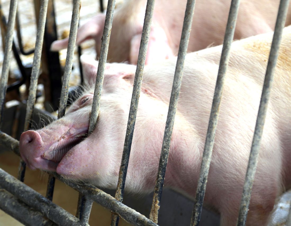 Crudeltà senza confini: ventimila maiali bruciati vivi nelle gabbie