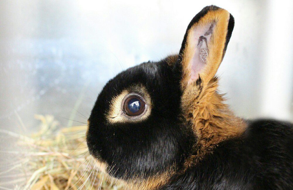 Coniglio nano: tutte le varietà