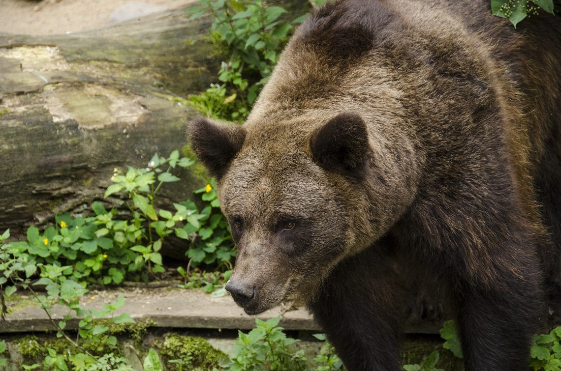 Trentino, il pensionato aggredisce l'orso per primo. L'Enpa: "È maltrattamento di animali"