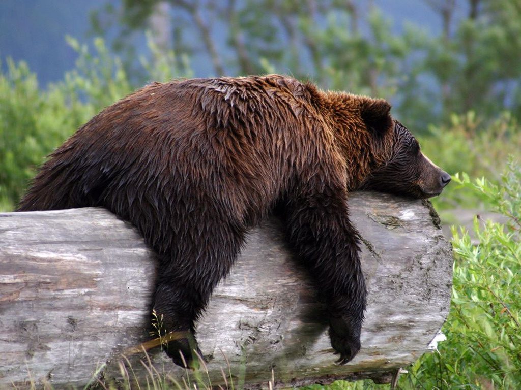 Animali che vanno in letargo: quali sono