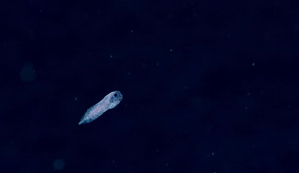 Le incredibili immagini del pesce fantasma