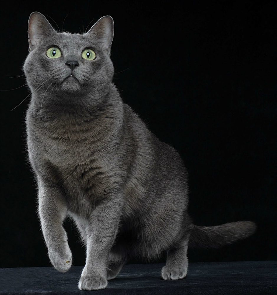 Тайская кошка Корат