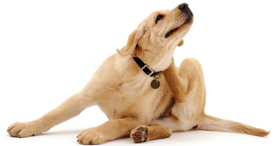 Dermatite da contatto nel cane: cause e rimedi