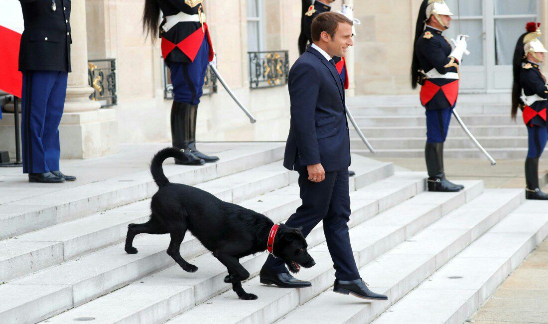 Emmanuel Macron adotta un cane dal canile: il suo nome è Nemo [VIDEO]