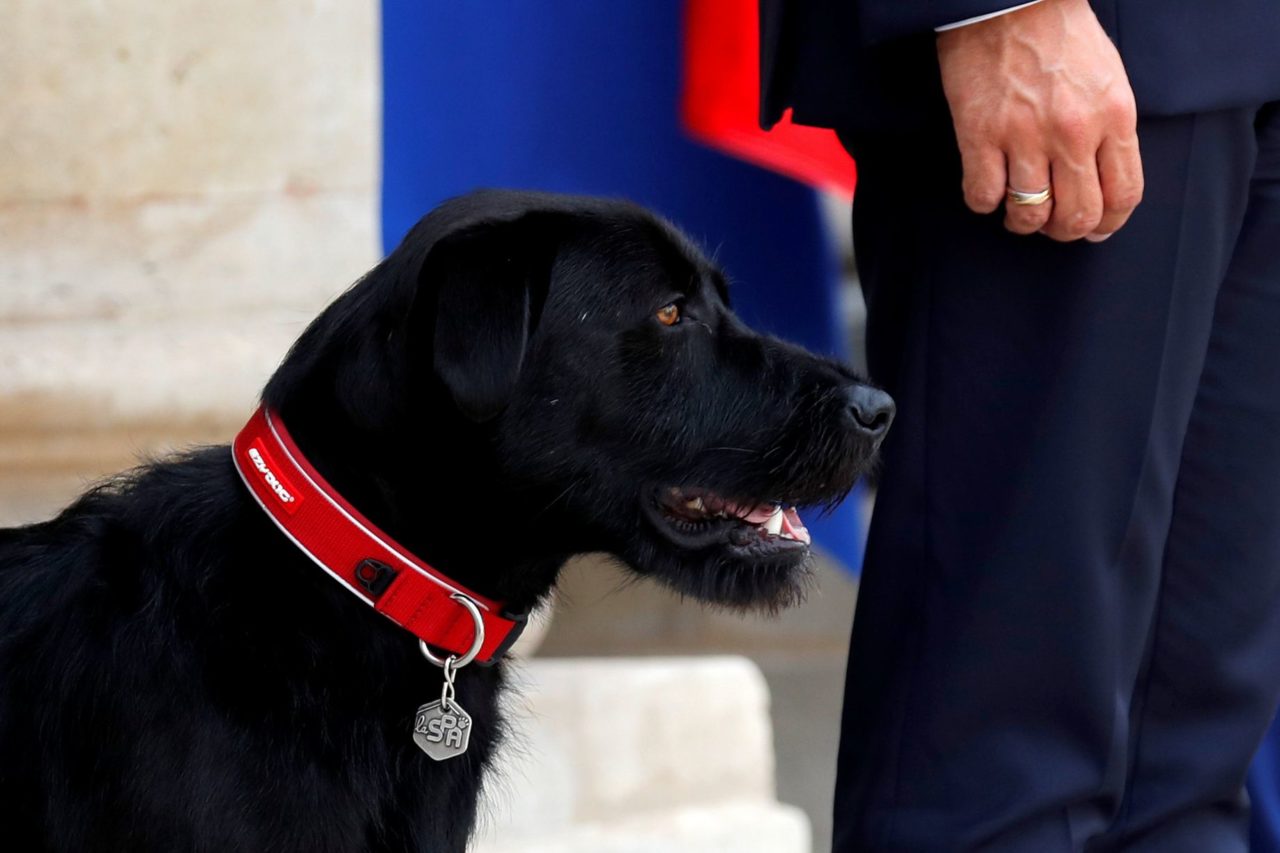 Emmanuel Macron adotta un cane dal canile: il suo nome è Nemo