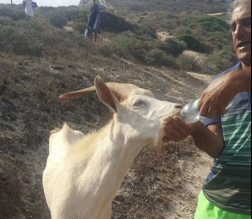 Willy, il caprone preso a schiaffi è stato cacciato dalla spiaggia? La verità