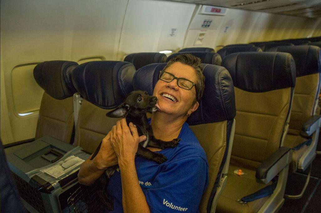 Uragano, una compagnia aerea aiuta i cani e i gatti rimasti soli